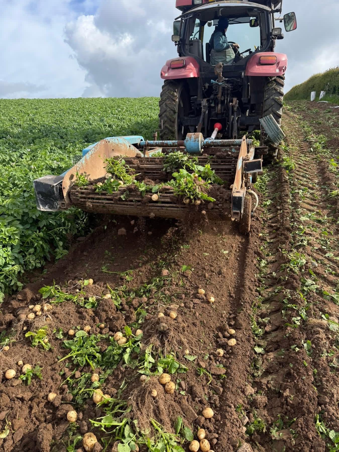 New Season Potatoes