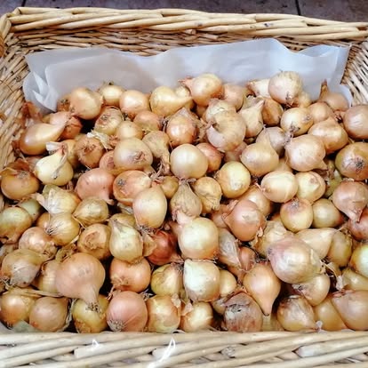 Pembrokeshire Brown Onions