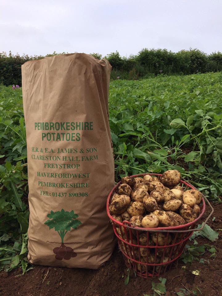 Pembrokeshire Potatoes — Half Sack