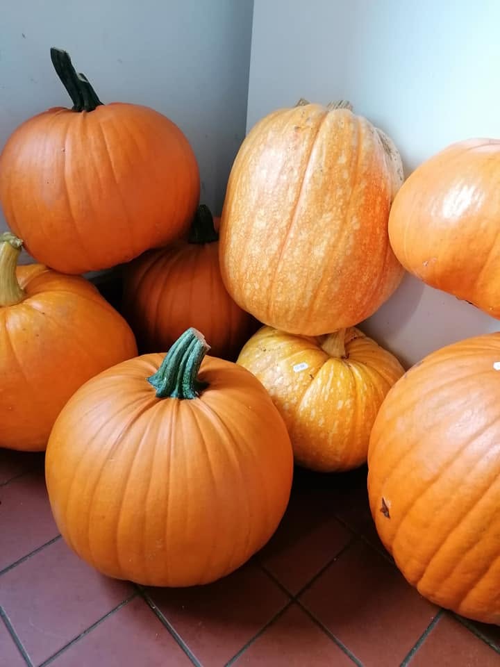 Field-Grown Pumpkins