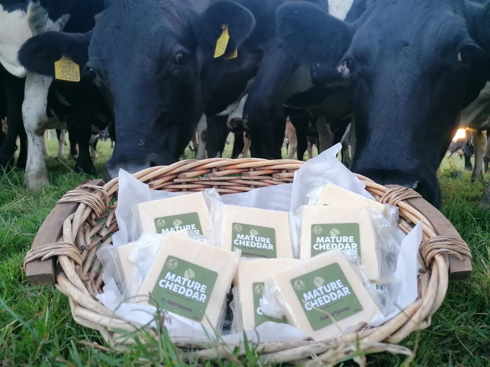 Golden Hooves Mature Cheddar